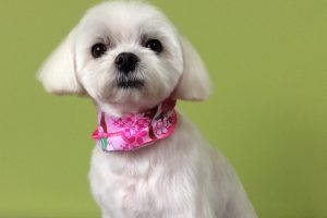 ３月のお友達☆