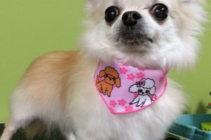 ３月のお友達☆