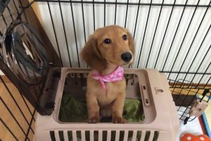 ３月のお友達☆