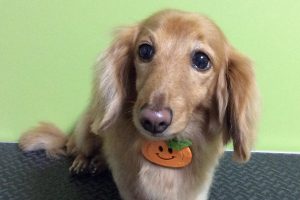 10月のお友達☆