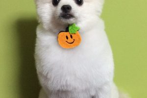 10月のお友達☆