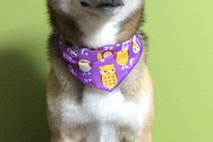 11月のお友達☆