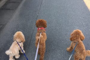 11月のお友達☆