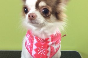 12月のお友達☆