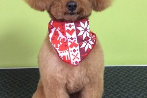 12月のお友達☆