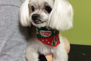 12月のお友達☆