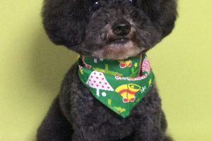 12月のお友達☆