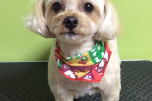 12月のお友達☆