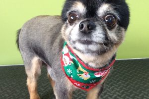 12月のお友達☆