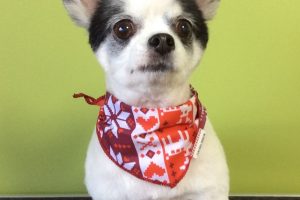 12月のお友達☆