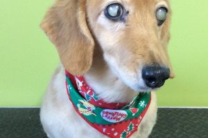 12月のお友達☆