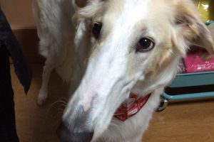 12月のお友達☆