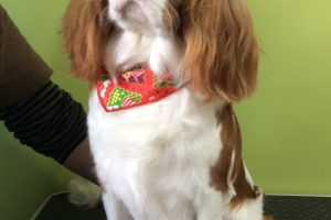 12月のお友達☆