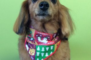 12月のお友達☆