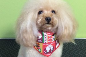 12月のお友達☆