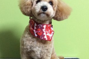 12月のお友達☆