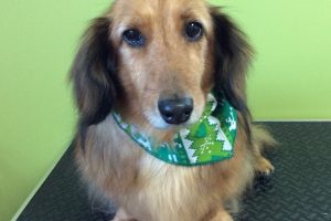 12月のお友達☆