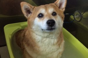 12月のお友達☆