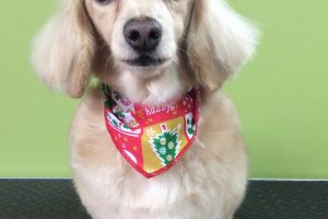 12月のお友達☆