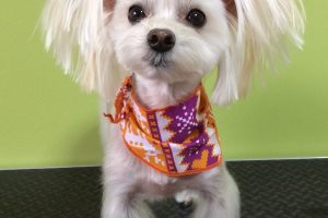 12月のお友達☆