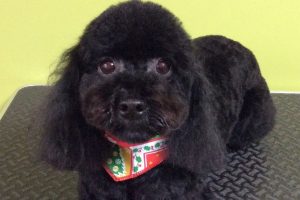 12月のお友達☆