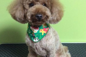 12月のお友達☆