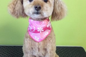 12月のお友達☆