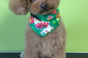 12月のお友達☆