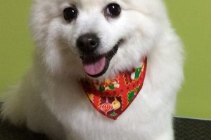 12月のお友達☆