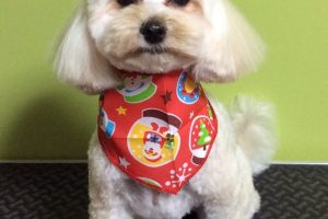 12月のお友達☆