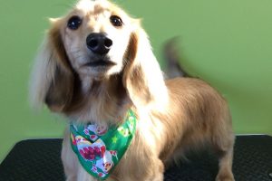 12月のお友達☆