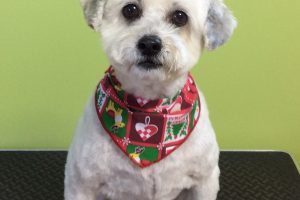 12月のお友達☆