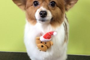 12月のお友達☆