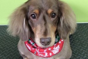 12月のお友達☆