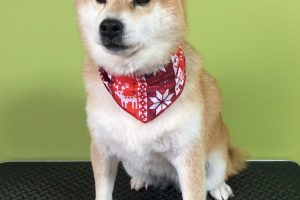 12月のお友達☆