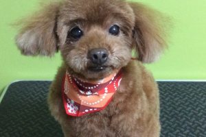 12月のお友達☆