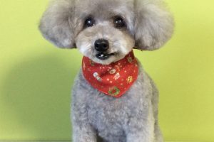 12月のお友達☆