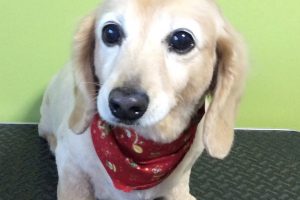 12月のお友達☆