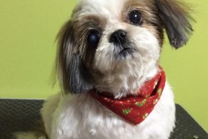 12月のお友達☆