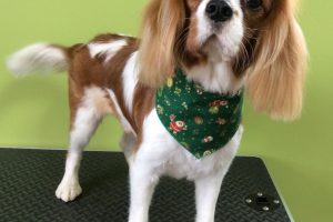 12月のお友達☆