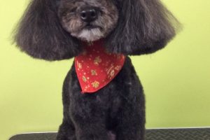 12月のお友達☆