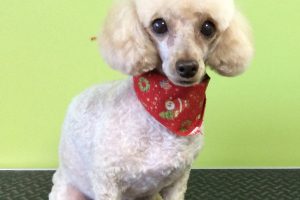 12月のお友達☆