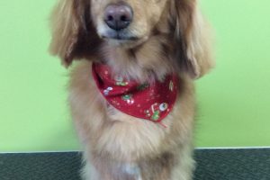 12月のお友達☆