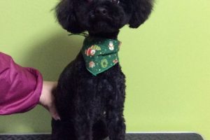 12月のお友達☆