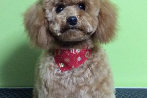 12月のお友達☆