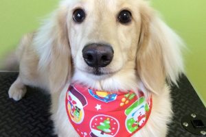 12月のお友達☆