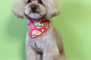 12月のお友達☆