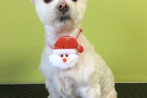 12月のお友達☆