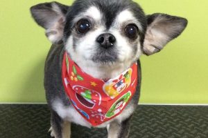 12月のお友達☆