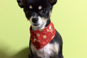 12月のお友達☆